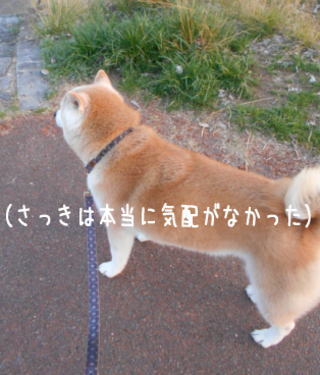 0313夕4.jpg