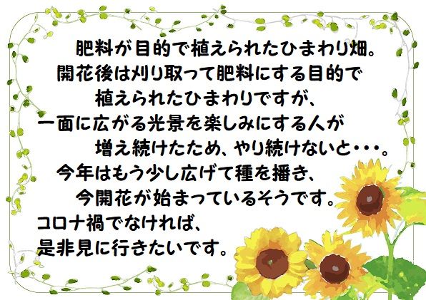 肥料が目的のひまわり 仔猫ものがたり 楽天ブログ