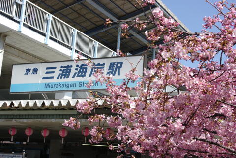 三浦海岸駅前の河津桜