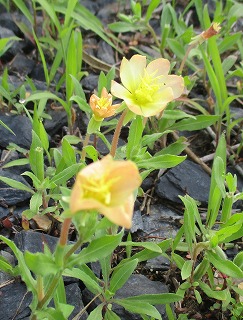 IMG_4493ss.jpg
