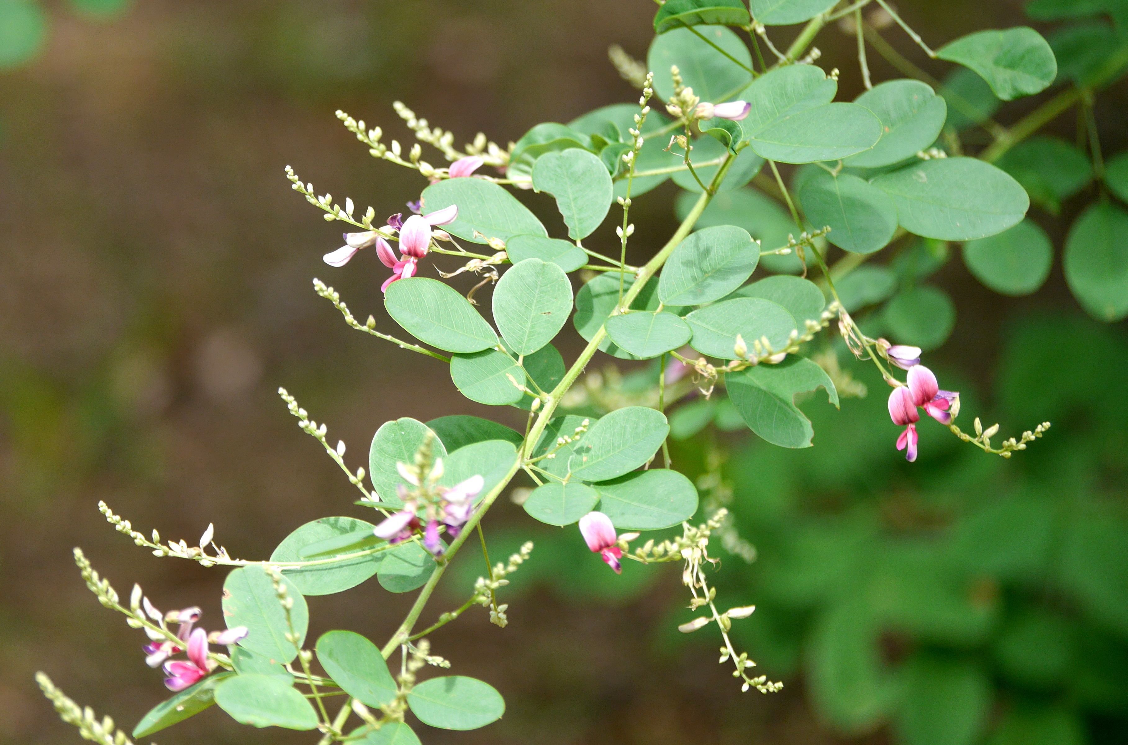 萩の花 春の小川の花鳥日記 楽天ブログ