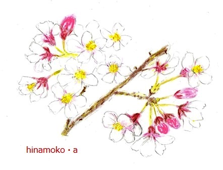 桜1.jpg