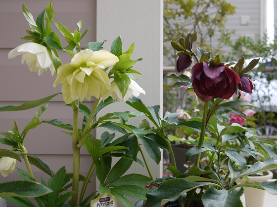 helleborus 1