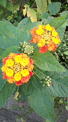 conv1474.JPG
