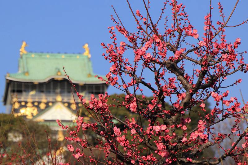 ２０１２大阪城梅林_6-B.jpg