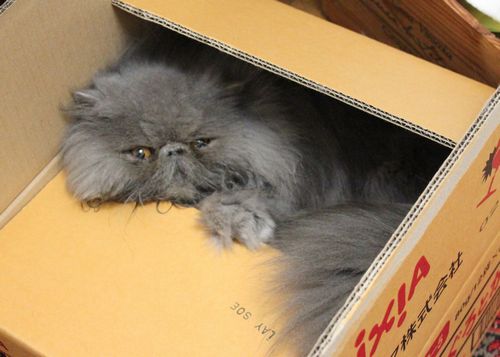 段ボール猫１.jpg