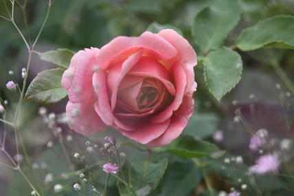 IMG_0899.JPG