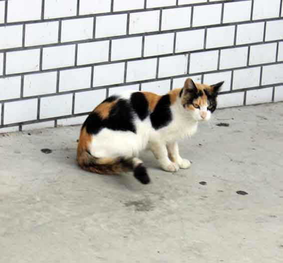 我が家じゃないニャンコ♪13/11/12-3