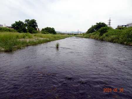 浅川の天然遡上アユ動画 八王子浅川フィッシングクラブ 楽天ブログ