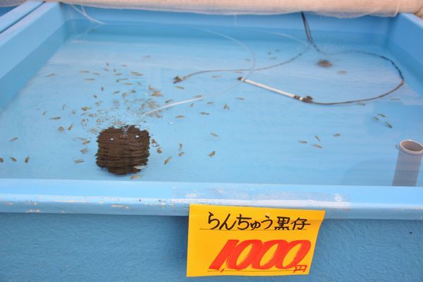 らんちゅう 佐賀金魚専門店 花咲くじっちゃま 楽天ブログ