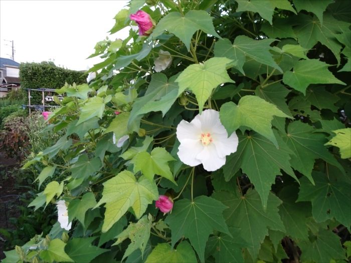 酔芙蓉 すいふよう 咲く Jinさんの陽蜂農遠日記 楽天ブログ