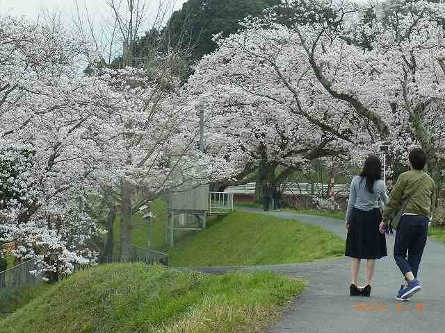 法勝寺桜