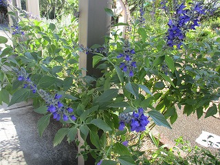IMG_7998ss.jpg
