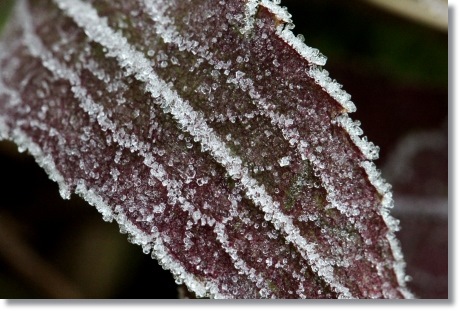 自宅の庭-4 初霜-4 13.12.9