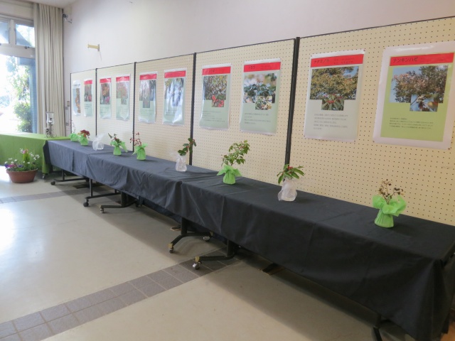 クリスマスシーズンに実の生る植物