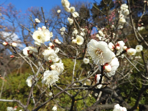 池上梅園にて