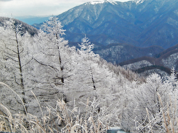 樹氷