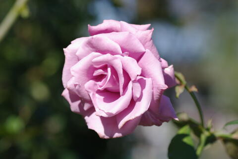 横浜イングリッシュガーデンの薔薇