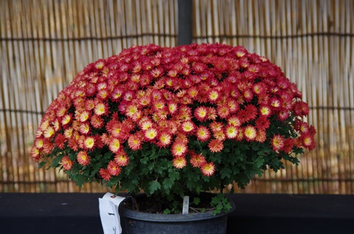 東京都観光菊花大会