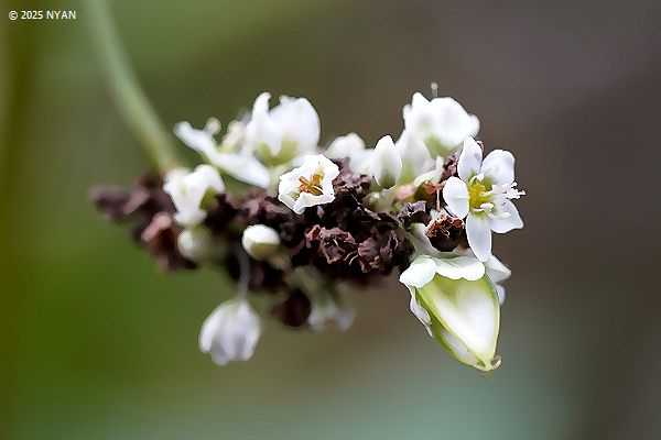 ソバ（蕎麦、タデ科）