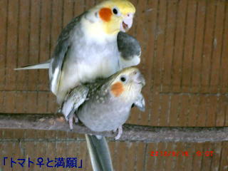 「トマト♀と満願」交尾