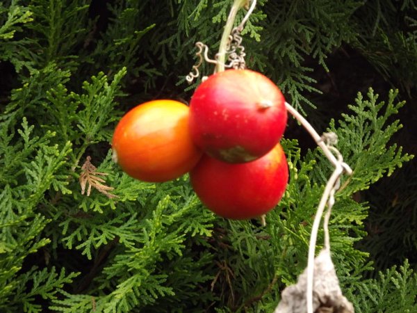 11-17 karasuuri2.JPG