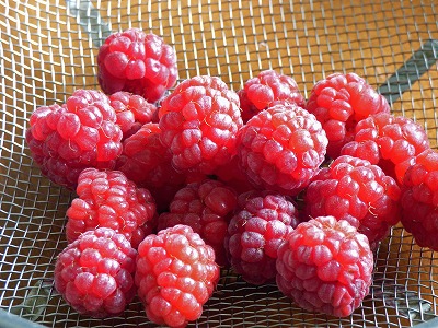 庭のラズベリー