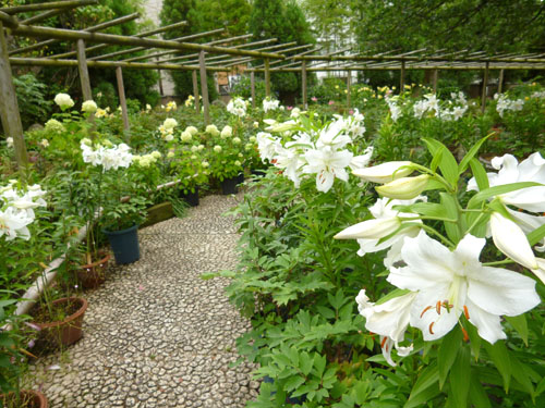 ユリ庭園.jpg