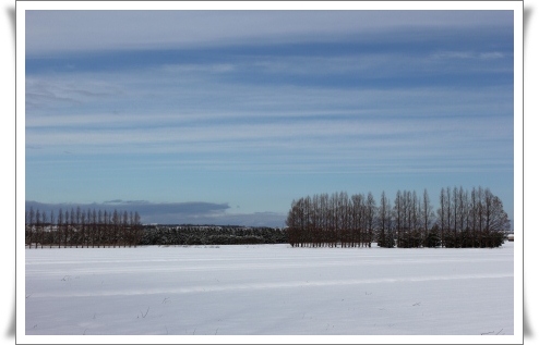 河北潟干拓地-9 メタセコイア-4 13.1.5