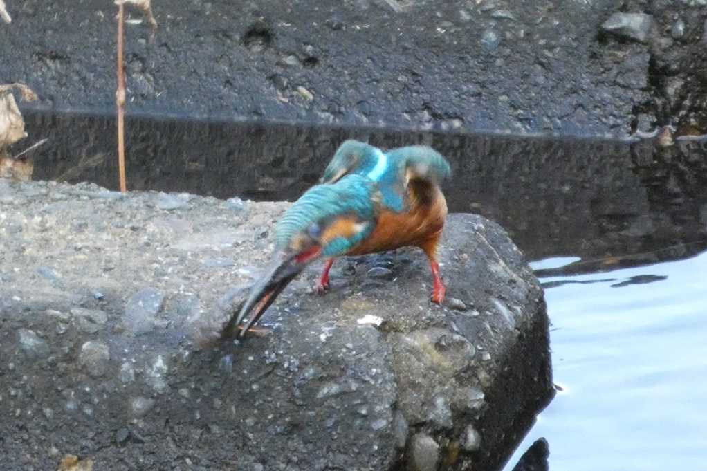 515
