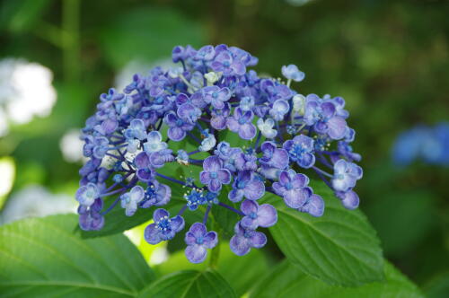 昭和記念公園の紫陽花