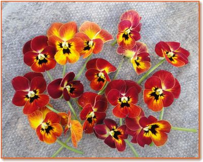 赤ずきんちゃんの色幅