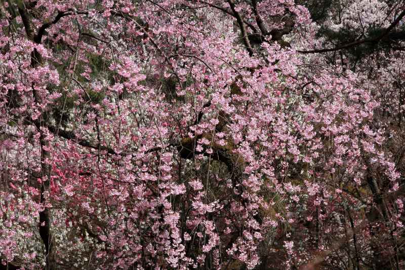 京都御苑_004.jpg