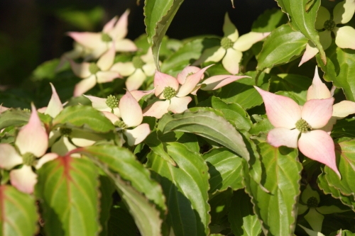 20160518006.JPG