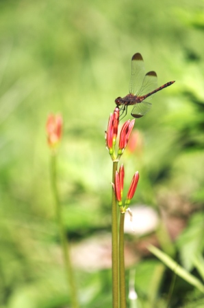 ヒガンバナの蕾にノシメトンボ 13.9.18