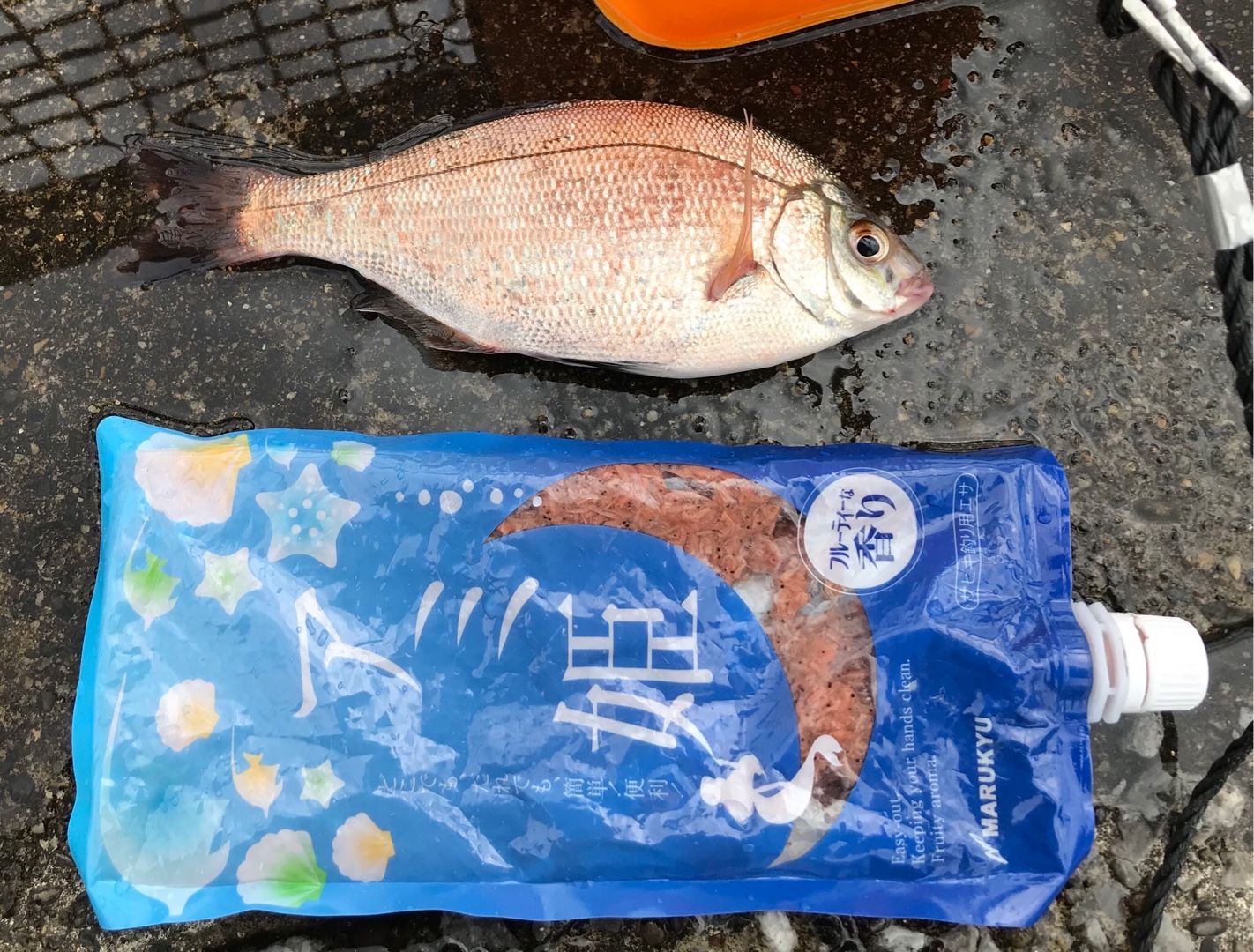 2ページ目の 海釣り 神奈川東京釣行記 楽天ブログ