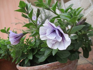 IMG_3598ss.jpg