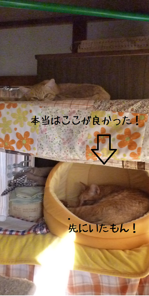譲らない
