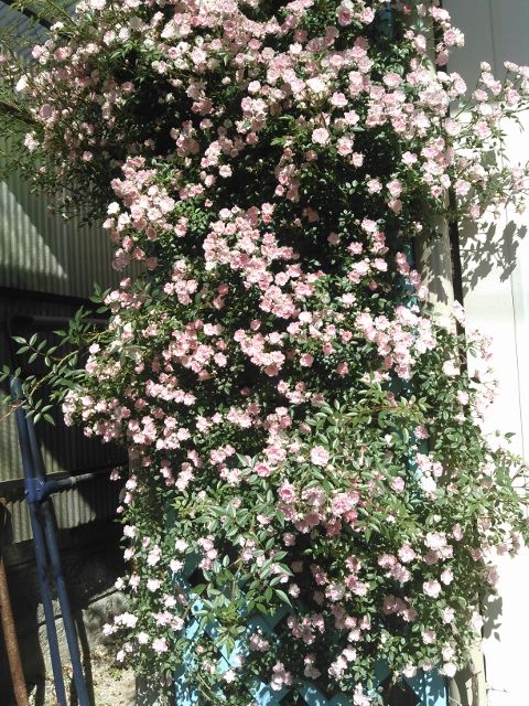 薔薇つくりは庭づくりの ゆとりさんのガーデンに行ってきってきました 華あそび 癒し隊との日々 楽天ブログ