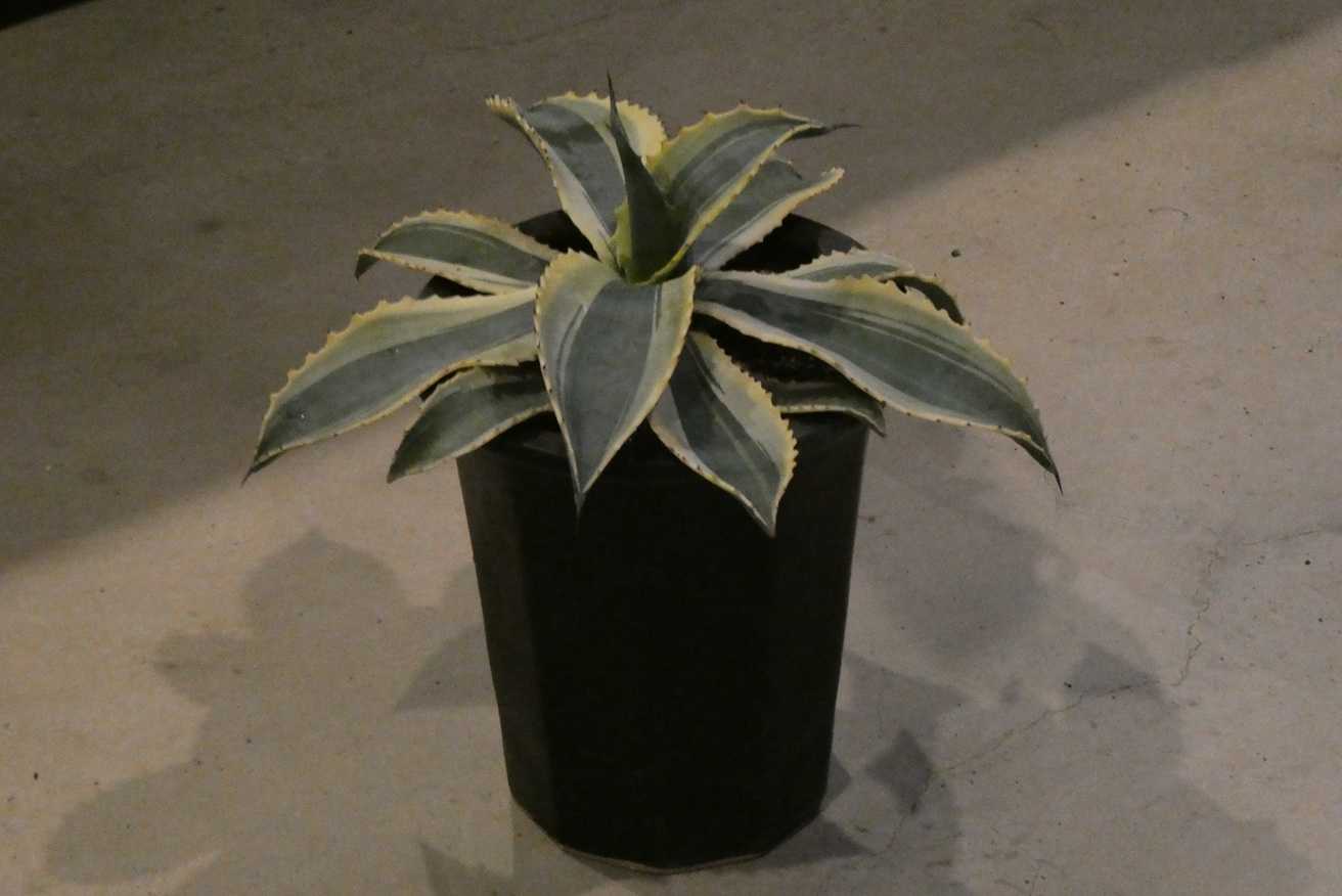 アガベ　リップルエフェクト　36センチ❗値下げ不可❗　② アガベ リップルエフェクト 【公式通販】