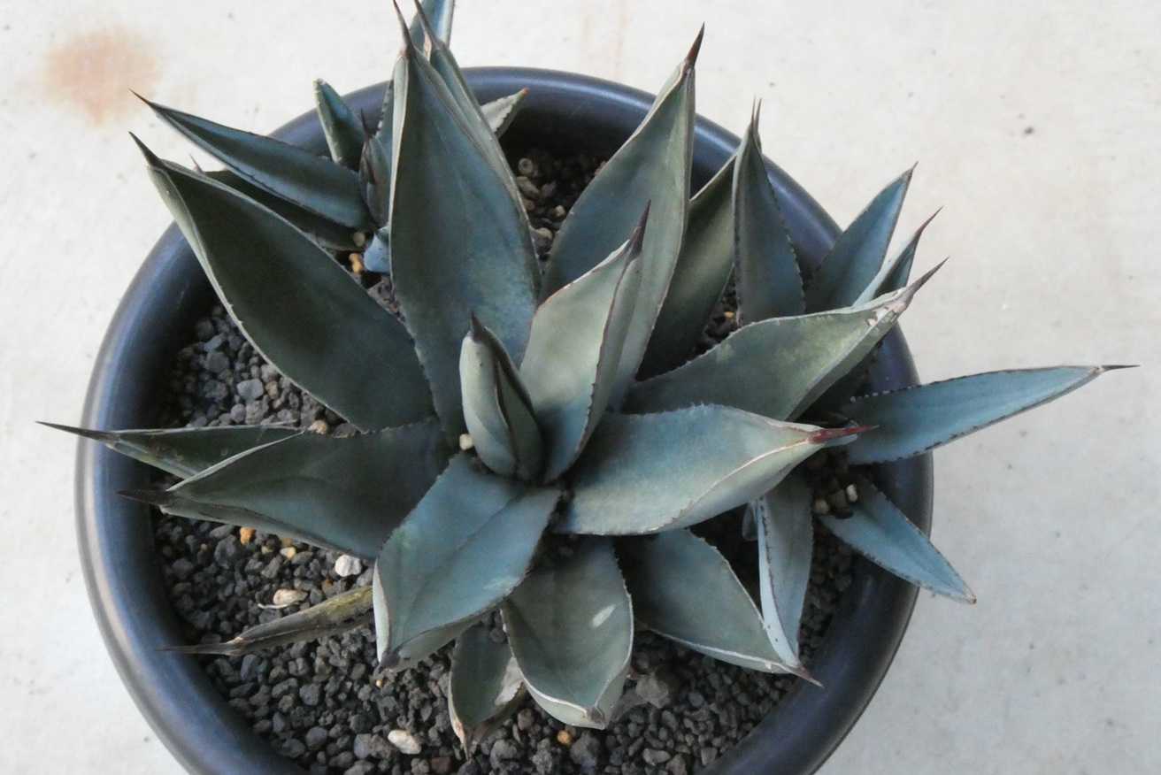 #92 アガベシャークスキンAgave 'Sharkskin' （子株有り） fit=scale-down,w=1200