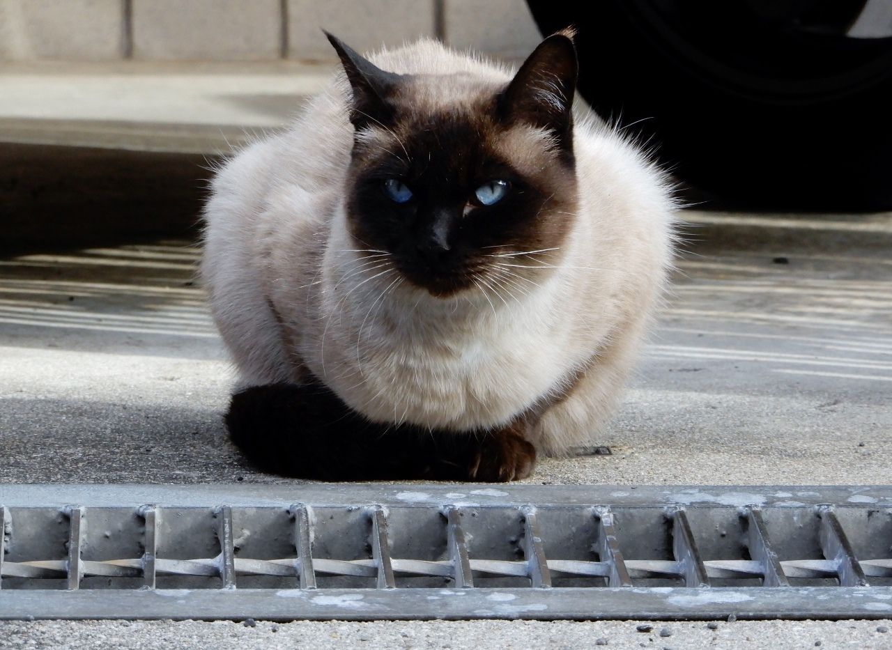 三毛猫とシャム猫の日向ぼっこ の巻 人さまのネコ 楽天ブログ