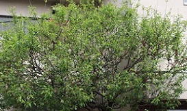 IMG_0115-24.jpg