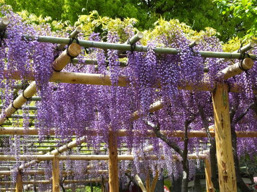 亀戸天神社の藤