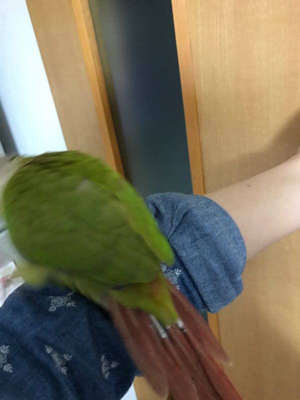 クリッピング インコ 楽天ブログ