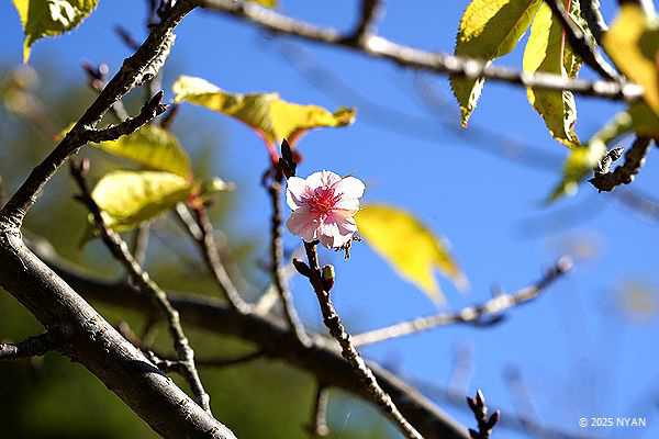 サクラ属（桜属、バラ科）