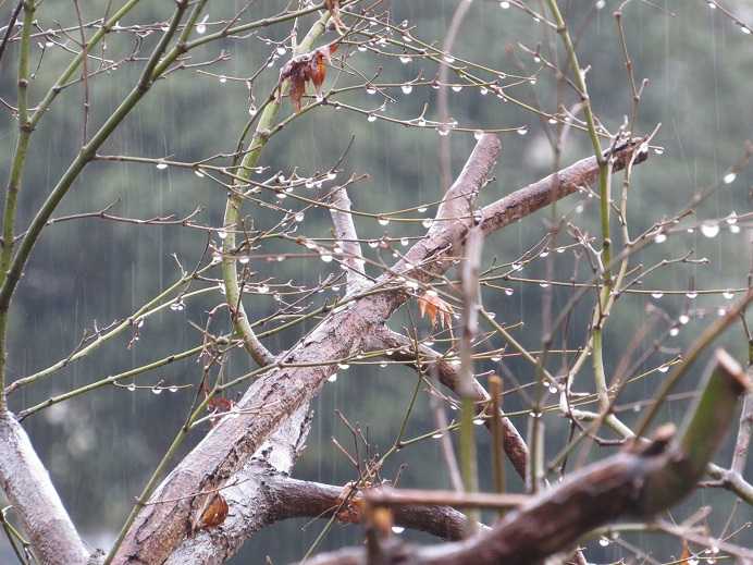 春の雨 薬師堂だより 楽天ブログ