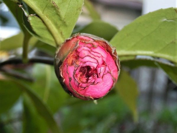 ツバキ「フランク・ハウザー」虫の被害 | 椿に夢中 - 楽天ブログ