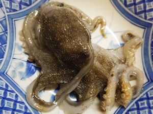 イイダコ