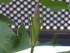 ２番花になりそうな蕾